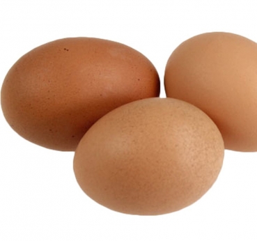 Gips Eier für Puten und Enten